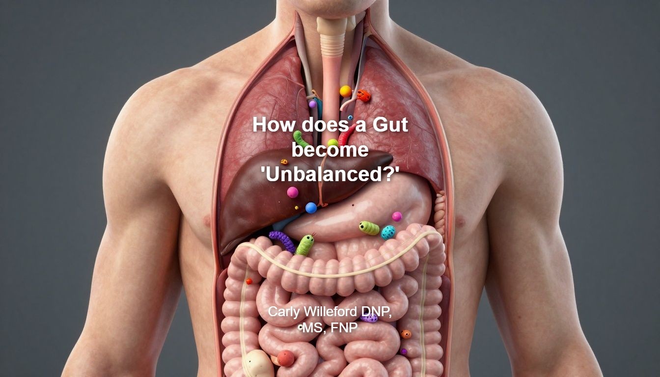 How does a Gut become 'Unbalanced?' by Carly Willeford